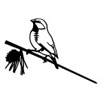 Metalbird | Black-throated Finch Metalbird | Black-throated Finch